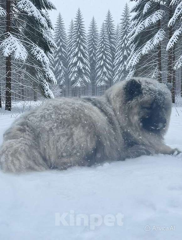 Собаки в Москве: Кобель немецкого вольфшпиц КЕЕСХОНД Мальчик, 70 000 руб. - фото 8