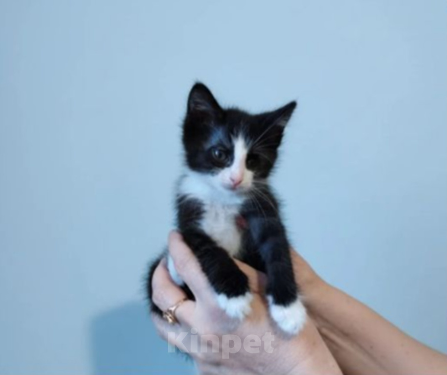 Кошки в Москве: Ищут дом и добрые ручки особенные котята Мальчик, Бесплатно - фото 7