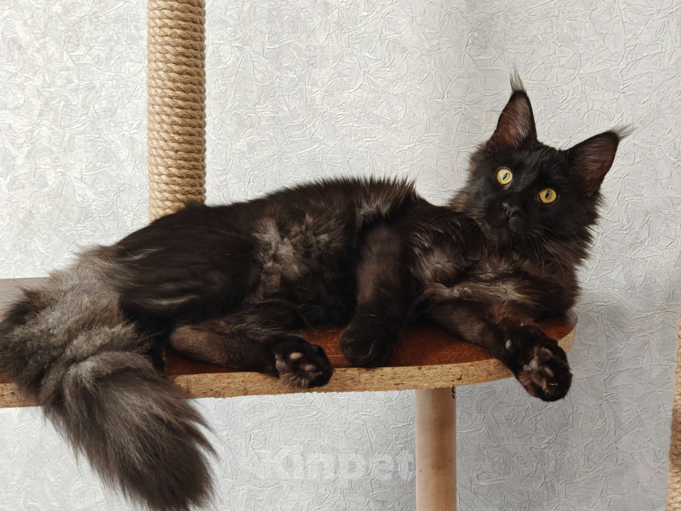 Кошки в Москве: Пушистая красотка Девочка, 20 000 руб. - фото 1