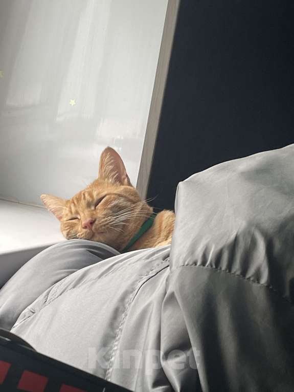 Кошки в Астрахани: ПРОПАЛ РЫЖИЙ КОТ Мальчик, 1 000 руб. - фото 2