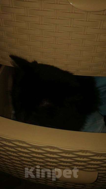 Кошки в Армавире: Пропала кошка  Девочка, 1 руб. - фото 3