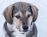 Собаки в Москве: Щенок в добрые руки Мальчик, Бесплатно - фото 8