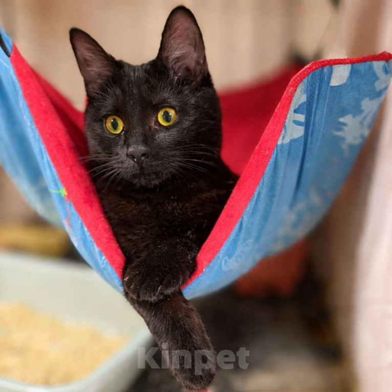 Кошки в Москве: Котёнок девочка в добрые руки Девочка, Бесплатно - фото 1