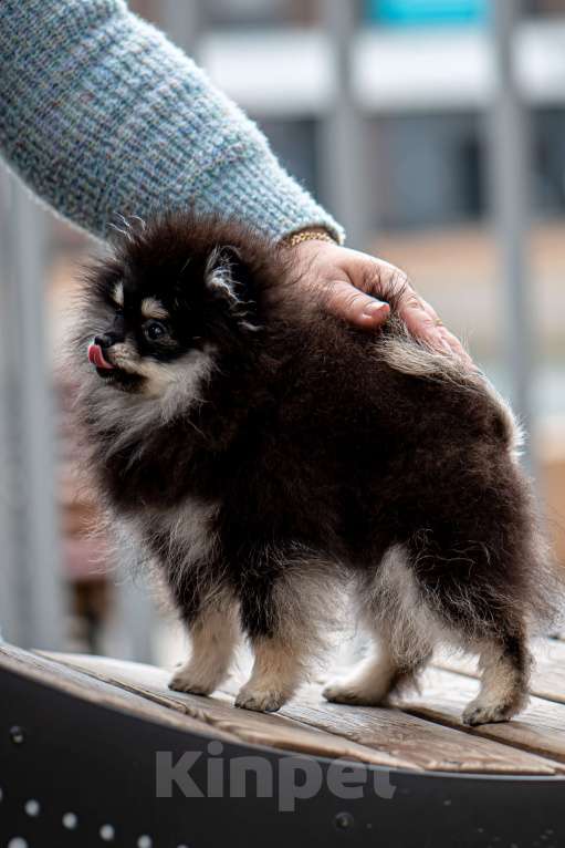 Собаки в Узловой: Померанский шпиц Девочка, 50 000 руб. - фото 2