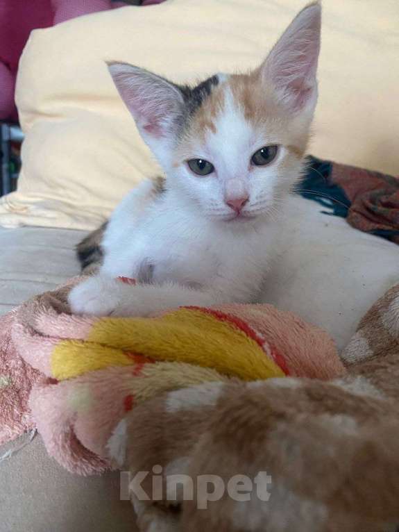 Кошки в Москве: Котенок Нарния ищет дом Девочка, Бесплатно - фото 10
