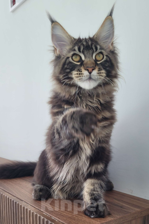 Кошки в Москве: Котенок мейн-кун чёрный мрамор Мальчик, 65 000 руб. - фото 7