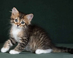 Кошки в Москве: Элитные котята. Питомник. Девочка, 60 000 руб. - фото 1
