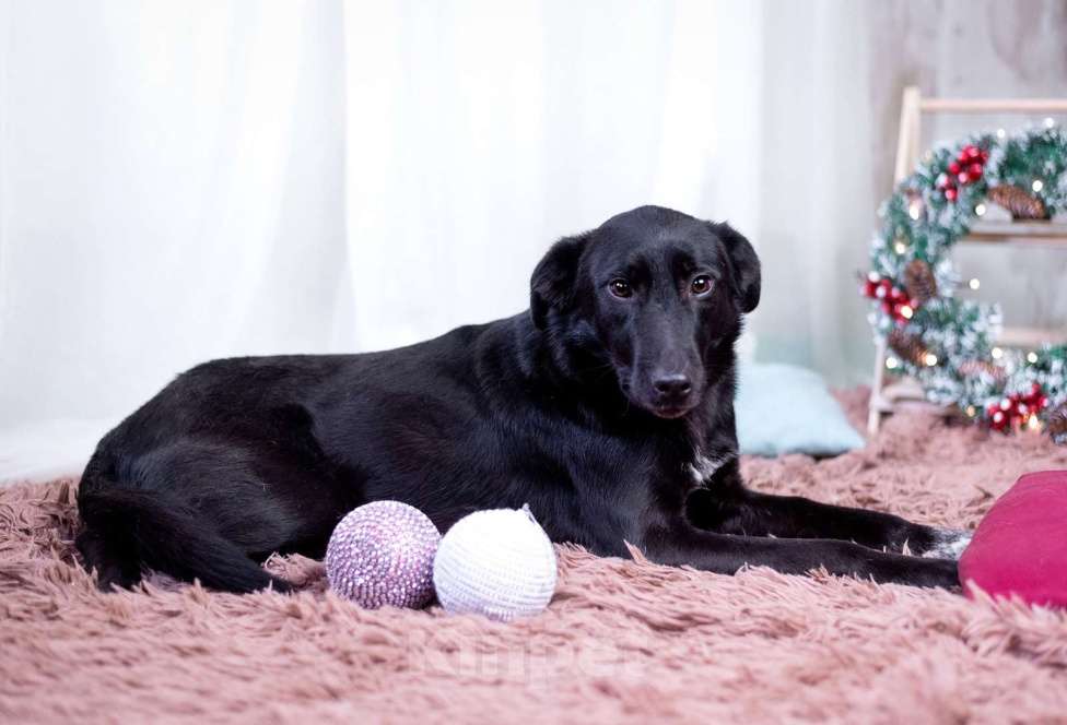 Собаки в других городах Московской области: Малыш в добрые руки  Мальчик, Бесплатно - фото 4