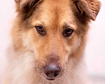 Собаки в Москве: Молодой красавец Рекс ищет чуткого, понимающего хозяина.  Мальчик, Бесплатно - фото 7