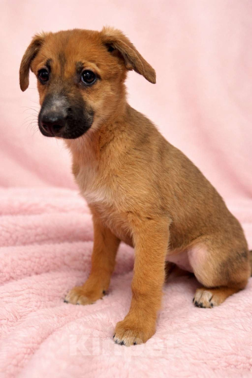 Собаки в Москве: Минди щенок девочка ищет дом Девочка, Бесплатно - фото 4