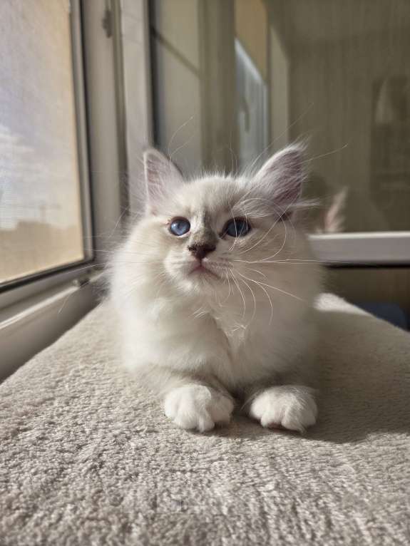 Кошки в Москве: Котенок невской маскарадной Мальчик, Бесплатно - фото 2