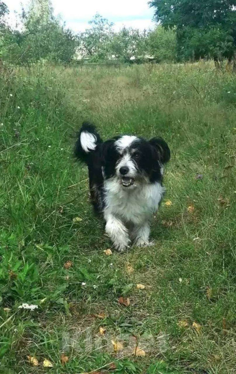 Собаки в Брянске: Пес Тошка ищет дом! Мальчик, Бесплатно - фото 2