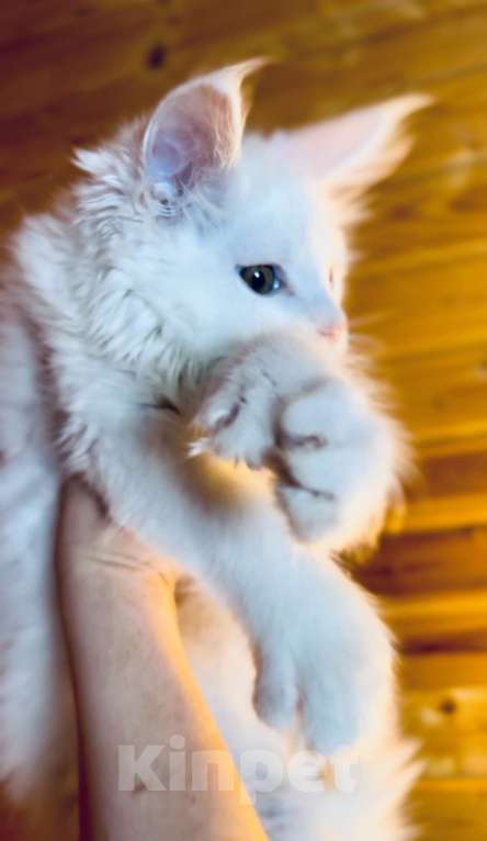 Кошки в Москве: Белый мальчик полидакт Мальчик, 50 000 руб. - фото 7