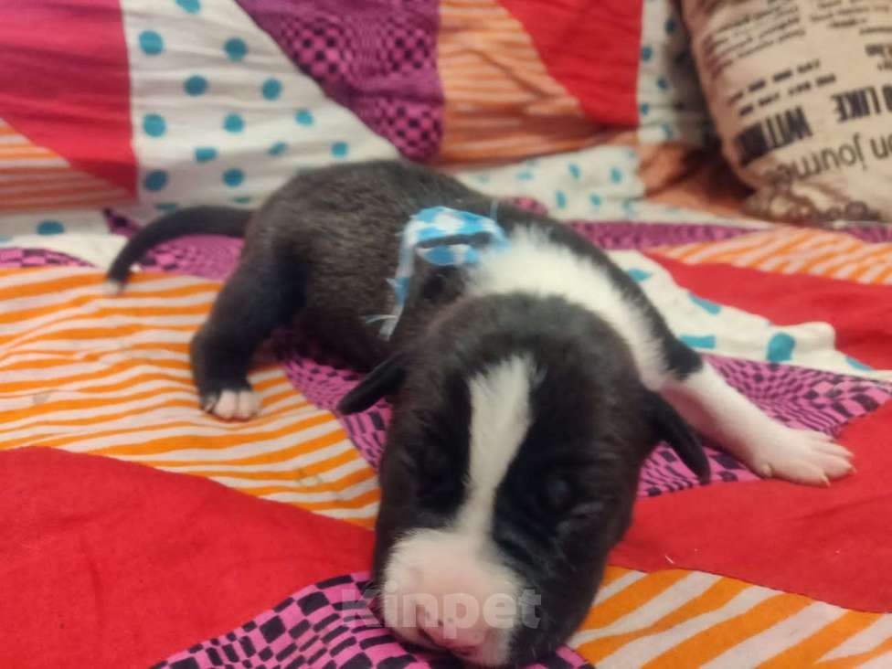 Собаки в Пензе: 3девочки и 5маличиков  Мальчик, 15 000 руб. - фото 2