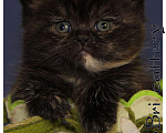 Кошки в Сургуте: Британские короткошерстные котята классических окрасов Девочка, Бесплатно - фото 5
