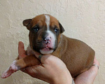 Собаки в Москве: Яркий малыш амстаффа  Мальчик, 80 000 руб. - фото 7