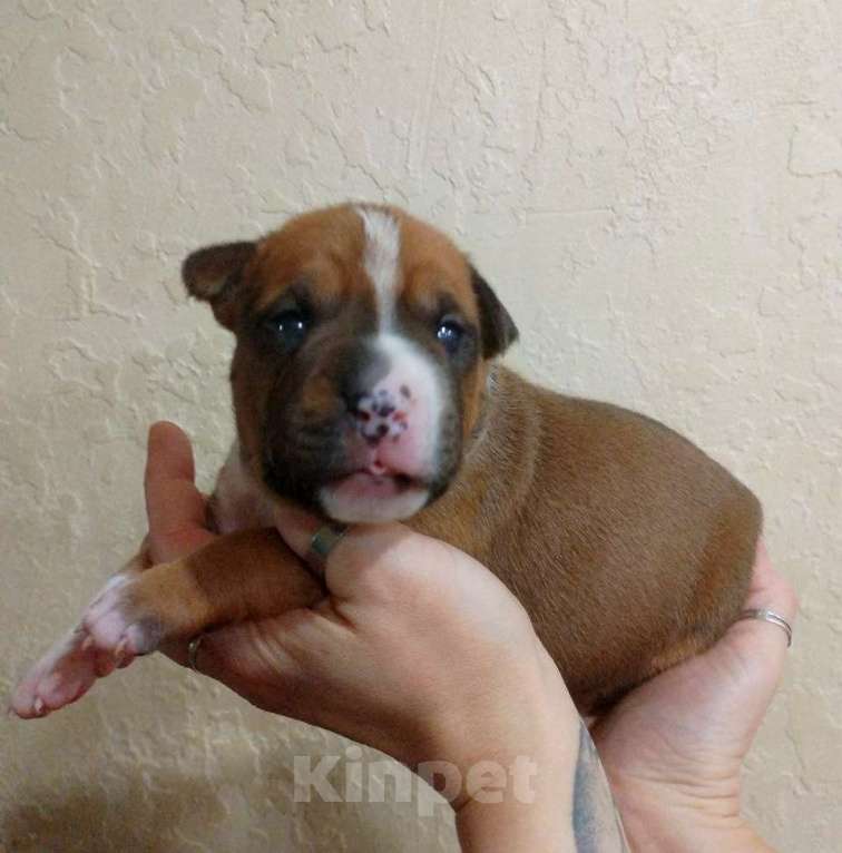 Собаки в Москве: Яркий малыш амстаффа  Мальчик, 80 000 руб. - фото 7