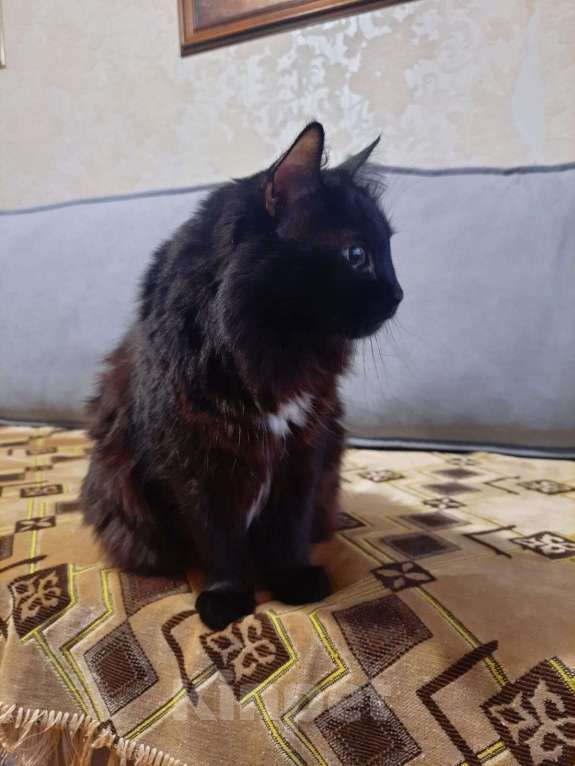 Кошки в Волгограде: Взрослая умная кошка МУСЯ Девочка, Бесплатно - фото 5