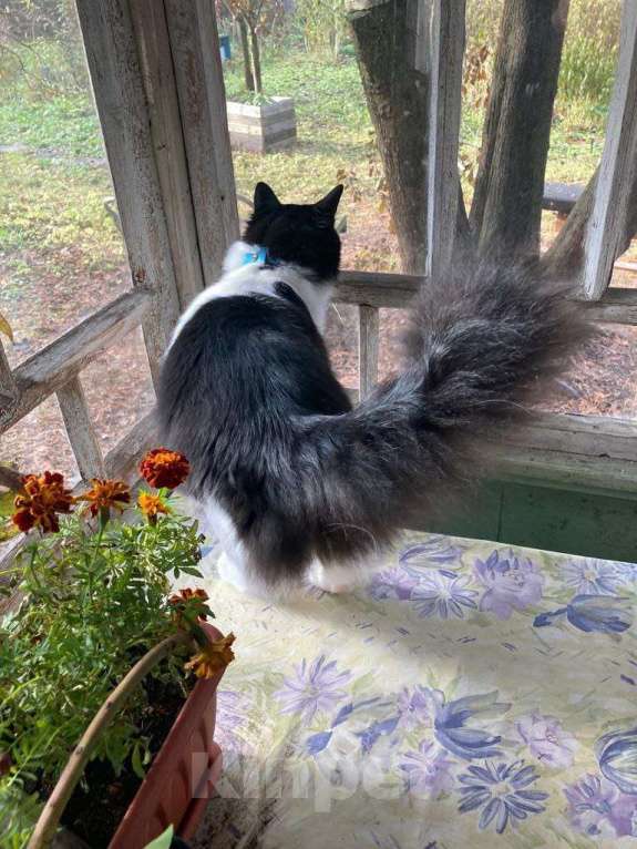 Кошки в Москве: Роскошный пушистый кот Мурзик в добрые руки Мальчик, 1 руб. - фото 3