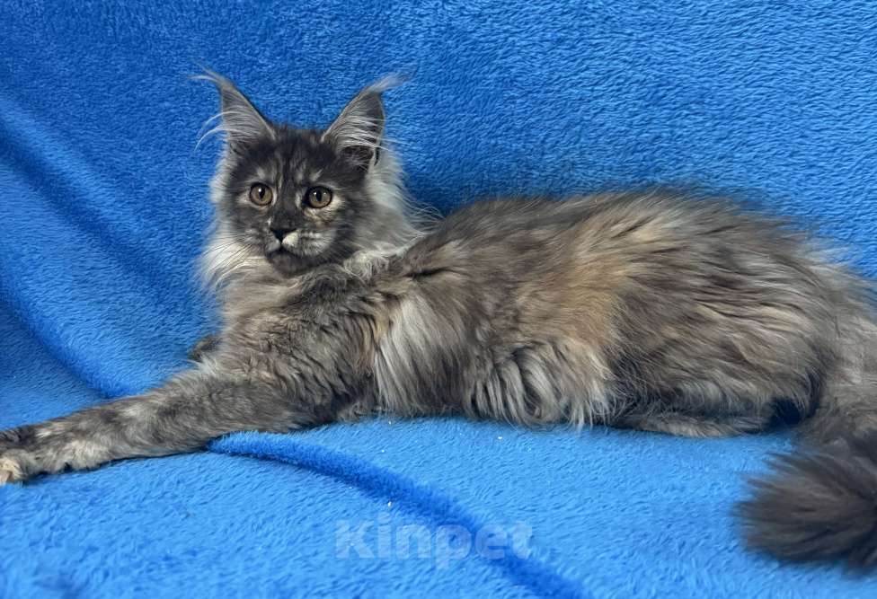 Кошки в Геленджике: Котенок Мейн Кун Девочка, 70 000 руб. - фото 5