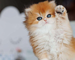 Кошки в Новосибирске: Британские золотые котята  Девочка, Бесплатно - фото 2