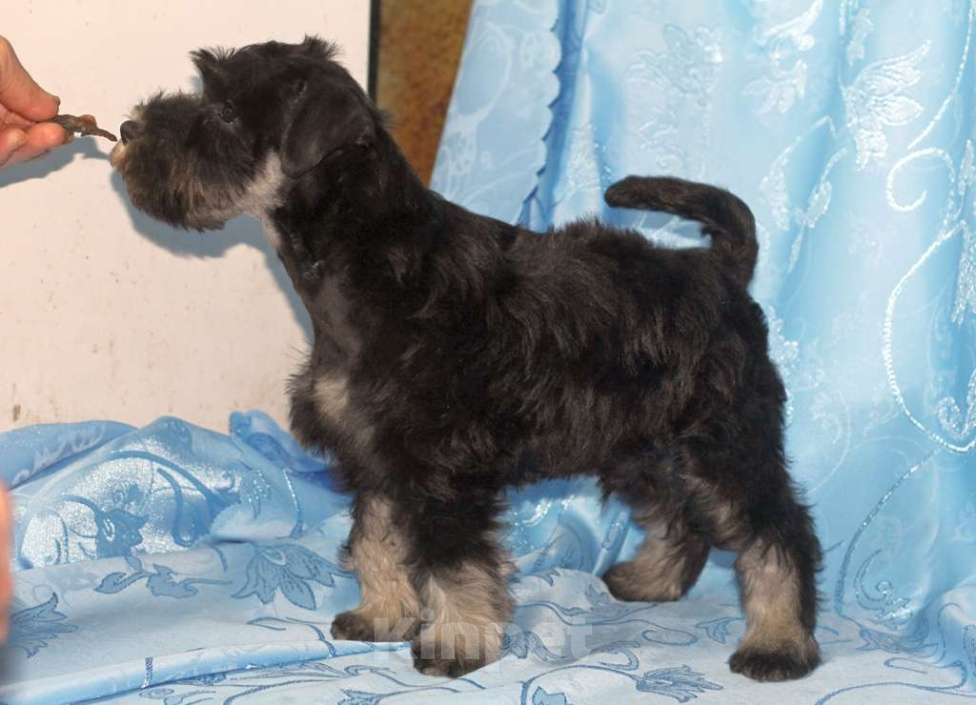 Собаки в Калуге: цвергшнауцер Мальчик, 65 000 руб. - фото 1