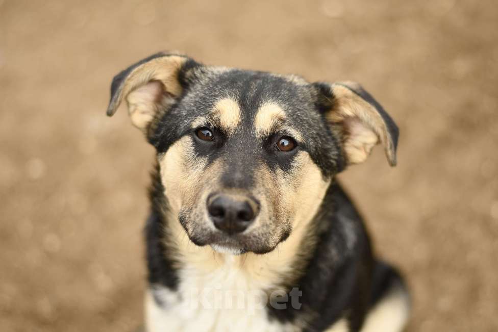 Собаки в Мытищах: щенок Ника ждет в приюте Девочка, Бесплатно - фото 1