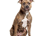 Собаки в Казани: Американский Стаффордширский Терьер Девочка, 5 000 руб. - фото 1