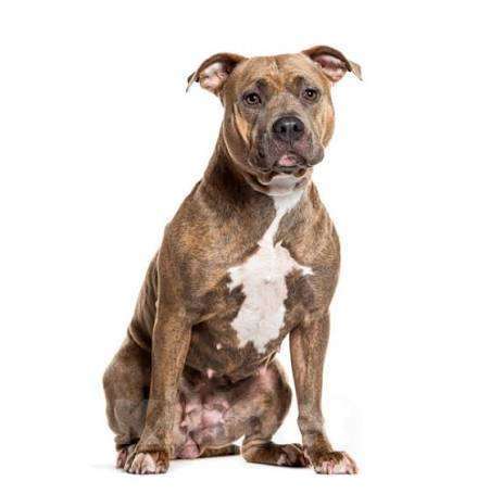 Собаки в Казани: Американский Стаффордширский Терьер Девочка, 5 000 руб. - фото 1