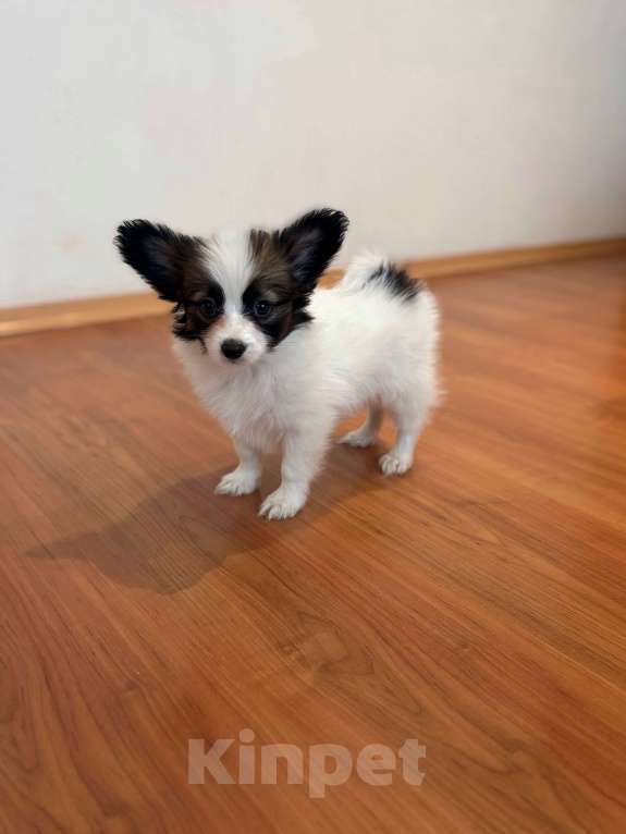 Собаки в Москве: Кукольный мальчик папильона , Дейл Мальчик, 50 000 руб. - фото 2