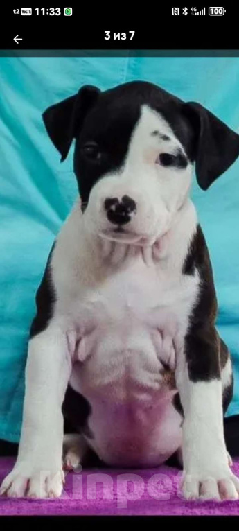 Собаки в других городах Свердловской области: Предлогаю щенка девочку, прошедшую актировку. Дата рождения 26.09. 25 Девочка, 35 000 руб. - фото 1