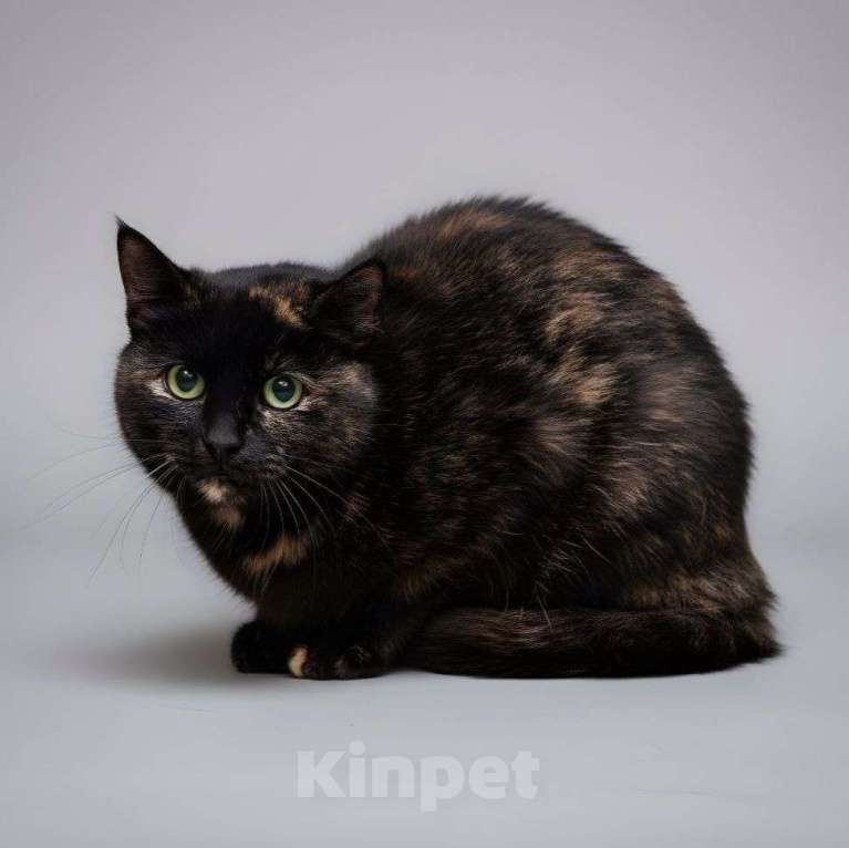 Кошки в Москве: Виртуальная фотосессия — единственный шанс найти дом для Яшмы, потому что она очень боится...  Девочка, Бесплатно - фото 2