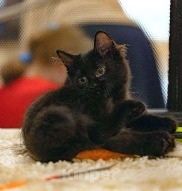 Кошки в Москве: Жгучая брюнетка кошечка курильский бобтейл Девочка, 50 000 руб. - фото 2