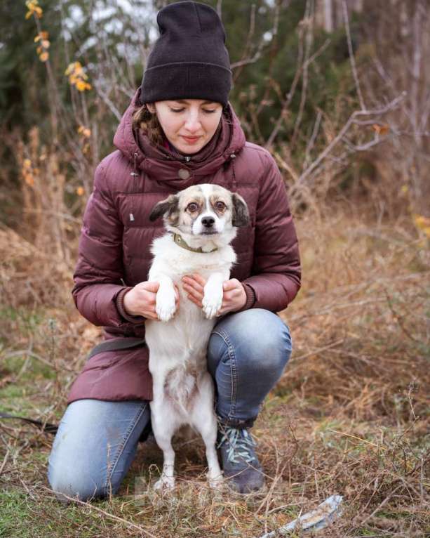 Собаки в Москве: Нюша, 6 лет, вес 7 кг в добрые руки Девочка, Бесплатно - фото 8
