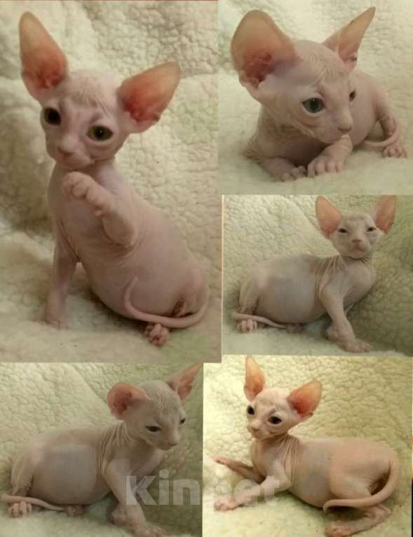 Кошки в Курске: Донской мальчик ДГГ Мальчик, 15 000 руб. - фото 1