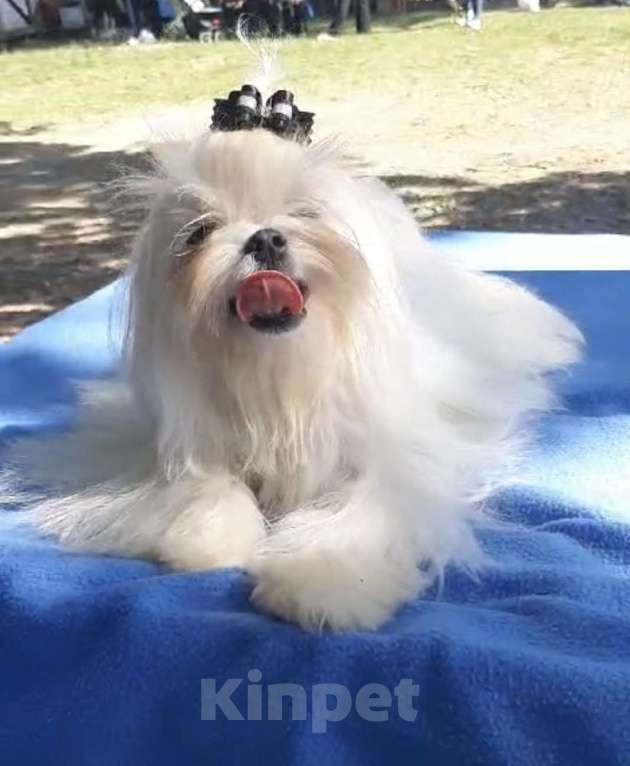 Собаки в Краснодаре: Мальтийская балонка мальчик Мальчик, 60 000 руб. - фото 2