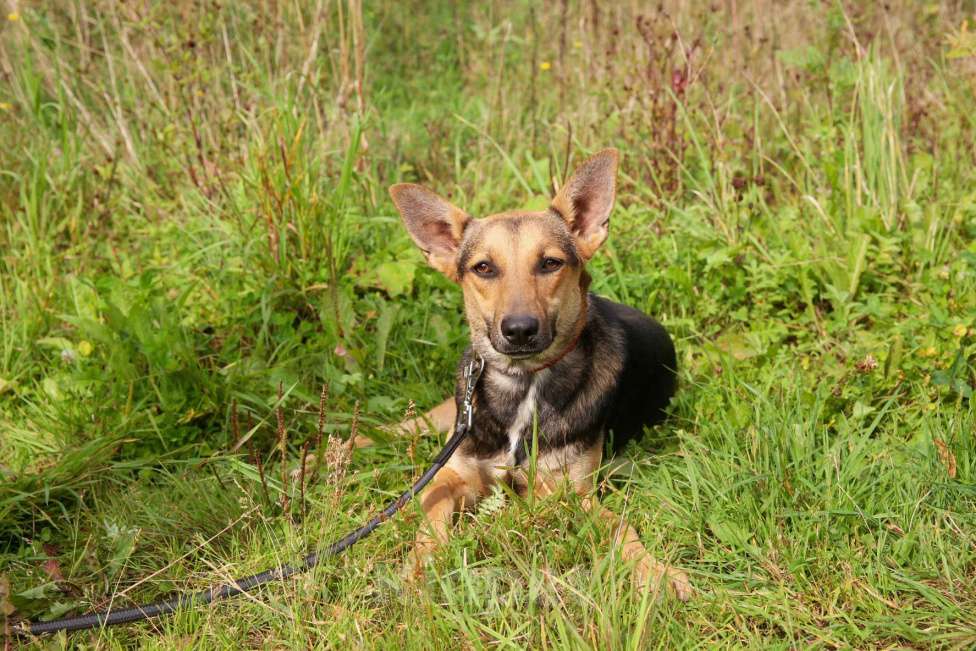 Собаки в Москве: Тиша Девочка, Бесплатно - фото 24