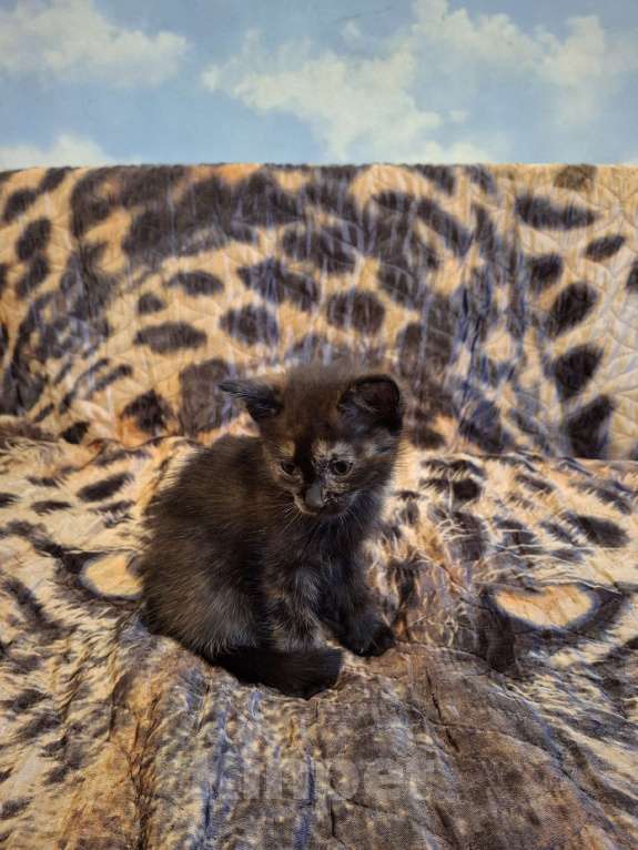 Кошки в Краснокамске: Отдам котенка в добрые руки  Девочка, Бесплатно - фото 1