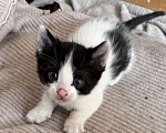 Кошки в Ростове-на-Дону: Котята живут на улице, ищут добрые руки Разнополые, Бесплатно - фото 4