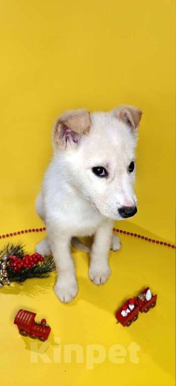 Собаки в Наро-Фоминске: Герцог якутенок команды ппбж Якутска Мальчик, Бесплатно - фото 8