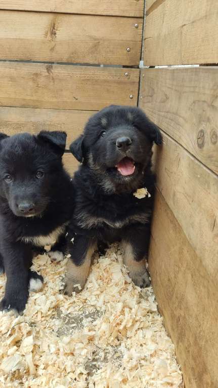 Собаки в Санкт-Петербурге: Отдам щенка бесплатно Девочка, Бесплатно - фото 3