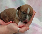 Собаки в Москве: Очаровательный мальчик амстаффа  Мальчик, 100 000 руб. - фото 4