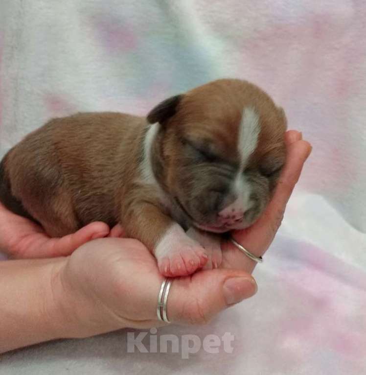 Собаки в Москве: Очаровательный мальчик амстаффа  Мальчик, 100 000 руб. - фото 4