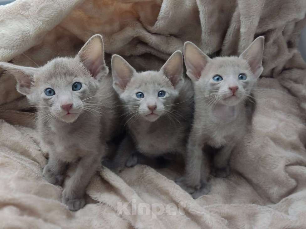 Кошки в Москве: Лиловые ориентальные мальчишки Мальчик, 50 000 руб. - фото 4