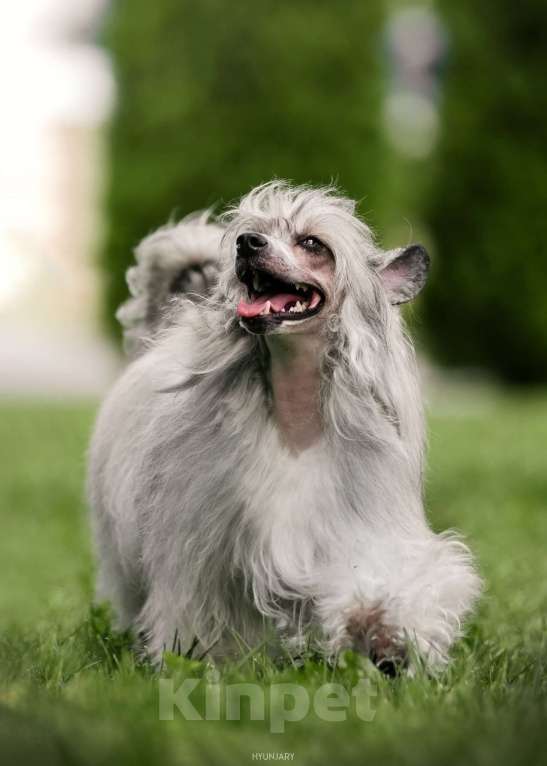 Собаки в Липецке: Шикарный не крупный пуховый мальчик  Мальчик, Бесплатно - фото 6