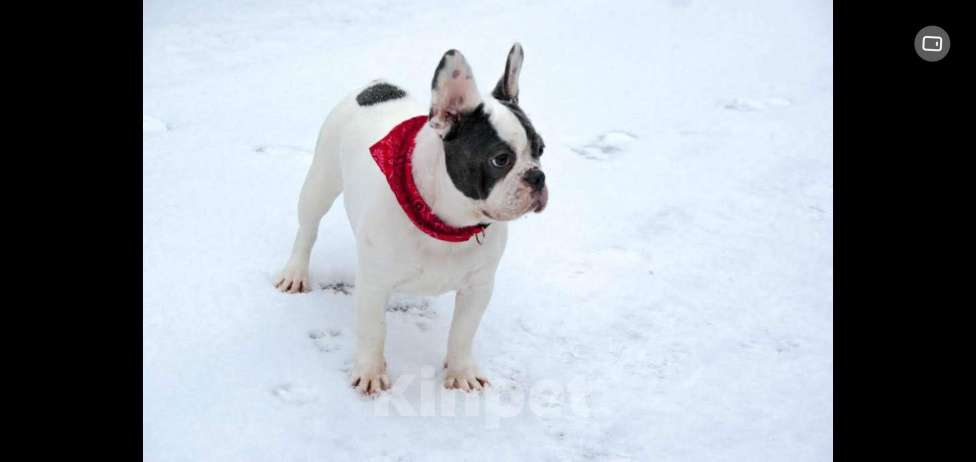 Собаки в Химках: Девочка французского бульдога Девочка, Бесплатно - фото 1