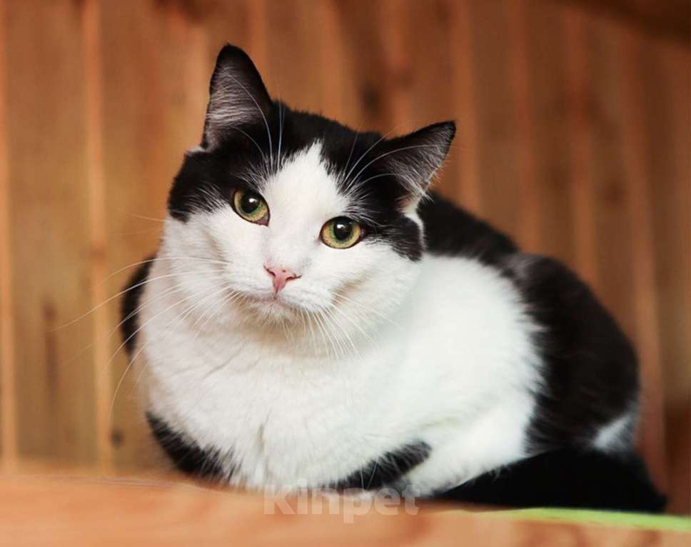 Кошки в Москве: Очаровательные котята (10 мес.) ищут дом Девочка, Бесплатно - фото 6