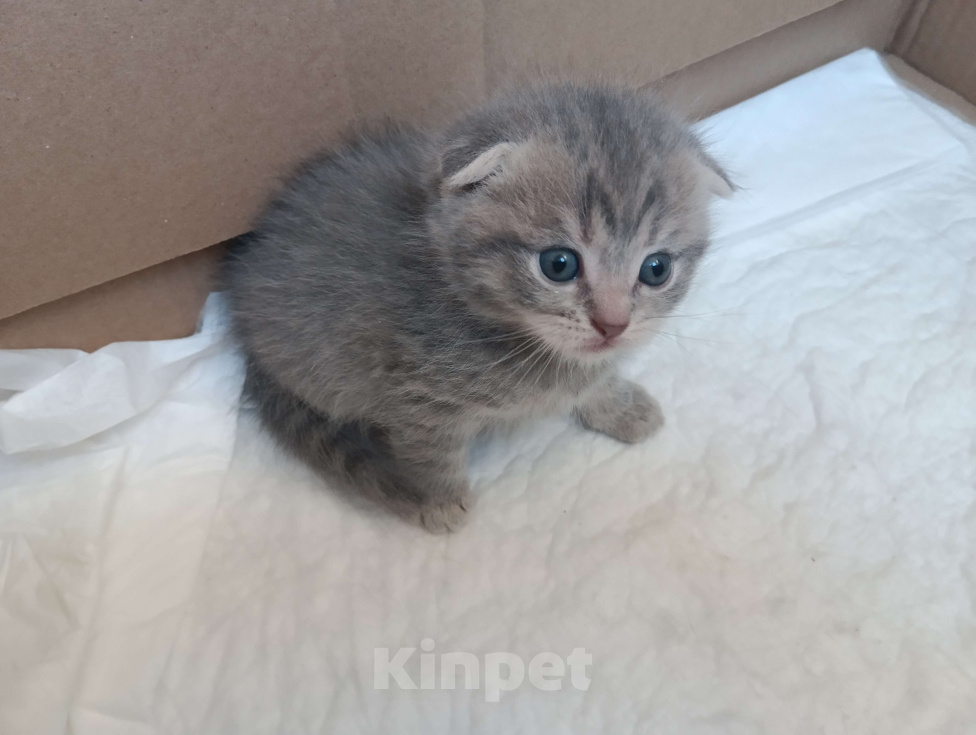 Кошки в Воронеже: Продаю чистокровных шотландских котят правильной и плановой вязки Мальчик, Бесплатно - фото 8