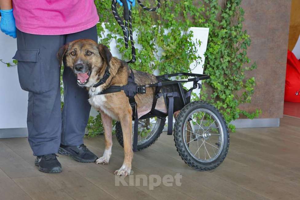 Собаки в Кубинке: Особенная Марта из приюта ищет дом. Девочка, Бесплатно - фото 6