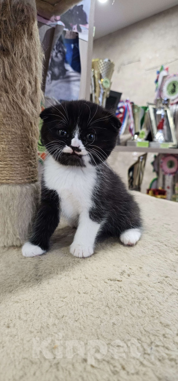 Кошки в Москве: Шотландские Котята  (Скотиш Фолд) Мальчик, 30 000 руб. - фото 2